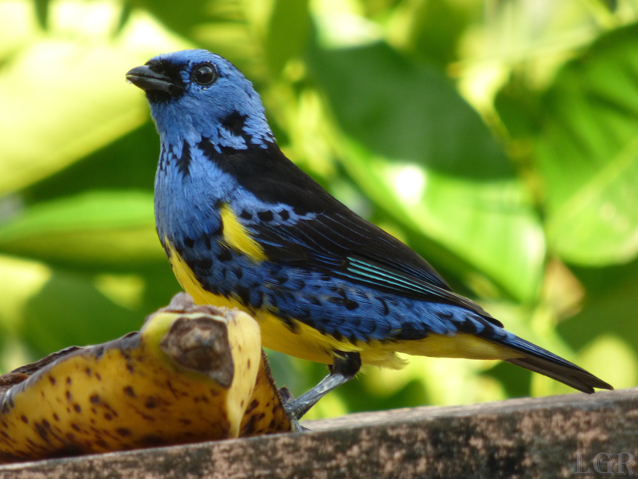 Turquoise Tanager illustration