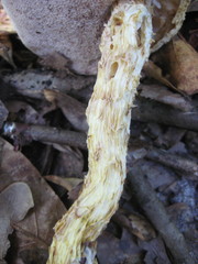 Austroboletus subflavidus