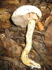 Austroboletus subflavidus