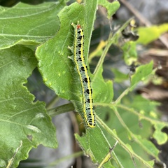 Xanthodes transversa