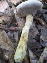 Austroboletus subflavidus