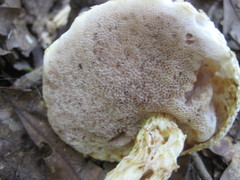 Austroboletus subflavidus