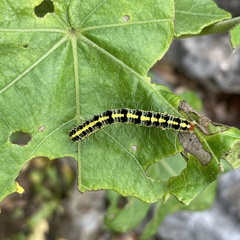 Xanthodes transversa