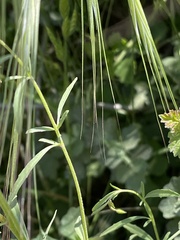 Clarkia epilobioides
