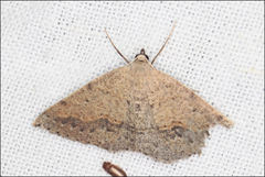 Taxeotis perlinearia