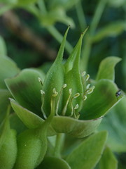 Helleborus foetidus
