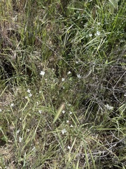 Clarkia epilobioides