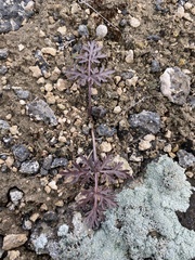 Cymopterus glomeratus