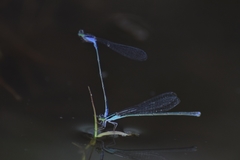 Aciagrion approximans