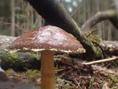 Stropharia formosa