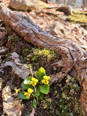 Viola rotundifolia