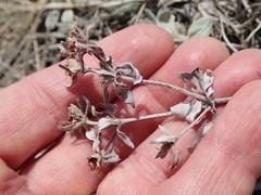 Eriogonum arcuatum
