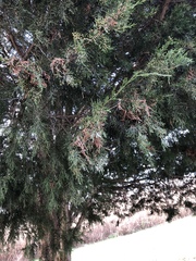 Juniperus rigida