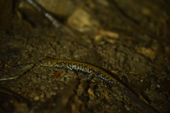 Plethodon petraeus