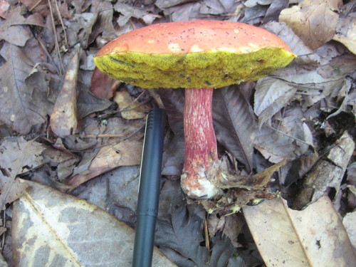 Baorangia bicolor image