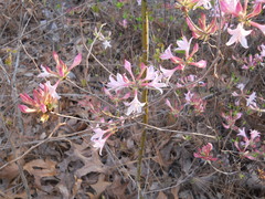 Rhododendron atlanticum