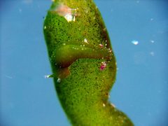 Elysia trisinuata