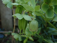 Helleborus foetidus