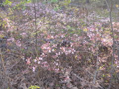 Rhododendron atlanticum