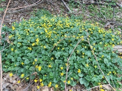 Ficaria verna