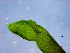 Elysia trisinuata