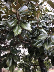 Magnolia