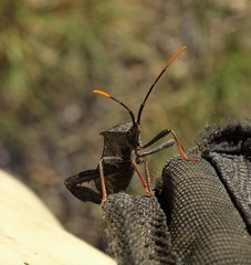 Acanthocephala thomasi