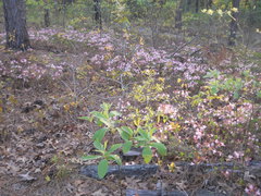 Rhododendron atlanticum