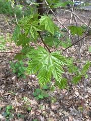 Acer platanoides