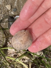 Crepidula onyx