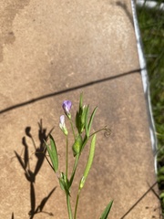 Lathyrus pusillus