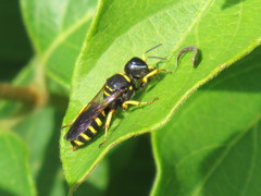 Ectemnius decemmaculatus