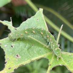 Xanthodes transversa