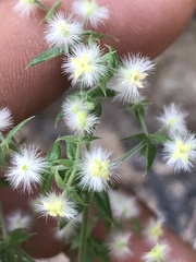 Galium stellatum