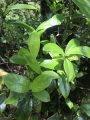 Kadua centranthoides