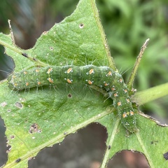 Xanthodes transversa