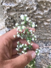 Galium stellatum