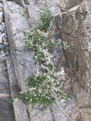 Galium stellatum