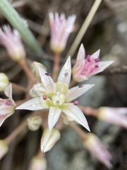 Allium nevadense