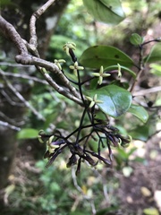 Kadua centranthoides