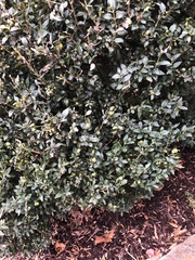 Magnoliopsida
