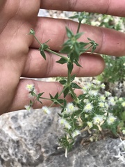 Galium stellatum