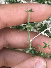 Galium stellatum