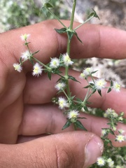 Galium stellatum