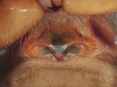Cybaeus eutypus