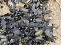 Fucus distichus evanescens