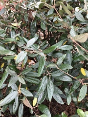 Viburnum