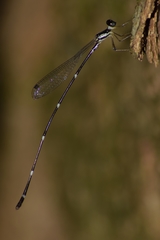 Protosticta gravelyi