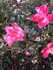 Magnoliopsida