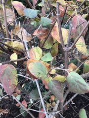 Viburnum